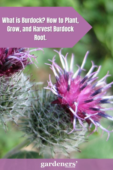 What is Burdock? How to Plant, Grow, and Harvest Burdock Root Herbal Plants, Burdock Root, Embrace The Journey, Garden Guide, Dig Deep, Planting Vegetables, Herb Garden, How To Grow, Plant Care