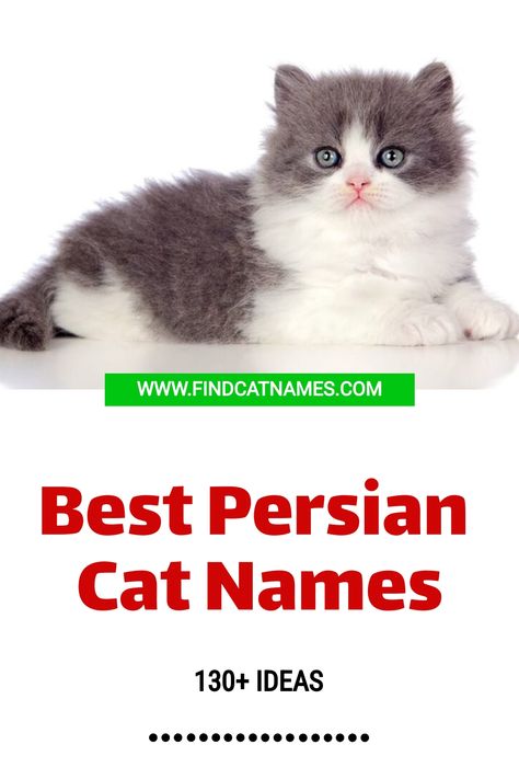 Discover unique and famous Persian cat names for your feline friend. Our list includes classic and cute options to suit any personality. Persian Cat Names, Japanese Cartoon Characters, Funny Cat Names, Cute Cat Names, Classic Names, Cat Socks, Funny Names, Hairless Cat, Orange Tabby Cats