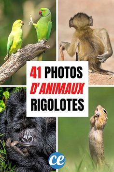 Chaque année, les photos d'animaux les plus drôles sont récompensées. C'est le Comedy Wildlife Photography Awards. Cette année, les finalistes ont enfin été désignés. Et cette fois-ci encore, le résultat est tout simplement hilarant. Si vous aimez les photos d'animaux mignons et drôles, vous allez bien rigoler. Voici les 41 photos d'animaux les plus rigolotes que vous n'ayez jamais vu. Regardez : Comedy Wildlife Photography, Jamais Vu, Photography Awards, Wildlife Photography, Humor, Animals, Art, Humour