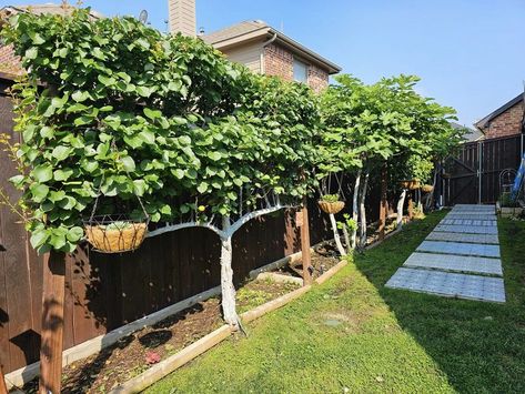 North Texas Gardening | Here is a row of apricot and fig trees along the southern fence line | Facebook Espalier Fig Tree, North Texas Gardening, Fig Trees, Backyard Garden Layout, Texas Gardening, Ice Storm, North Texas, Fig Tree, Garden Layout