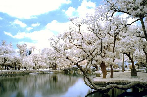 Taichung Park IR 台中公園 IR DSC_8268 by Ming - chun ( very busy ), via Flickr Japanese Crown, Taiwan Photography, Taichung Taiwan, Taichung City, Infrared Photography, Taichung, 100 Years Ago, Prewedding Photography, Winter Wonder