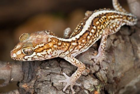 Pictus Gecko, Fat Tailed Gecko, Dragon Family, Kingdom Animalia, Tortoise Turtle, Chameleons, Frog And Toad, Like Animals, Reptiles And Amphibians