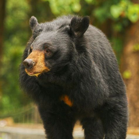 Himalayan Black Bear (Ursus thibetanus laniger) / Ours noir de l'Himalaya / Image by Sudipta Biswas from 500px Black Bear, Himalayan, Reptiles, Animals, Black