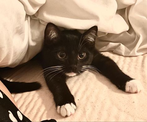 Grey Cat And Black Cat, Cute Tuxedo Cats, Tuxedo Cat Aesthetic, Tuxedo Kitten, Whatsapp Theme, Tuxedo Cats, Black And White Cat, Silly Cats Pictures, Super Cute Animals