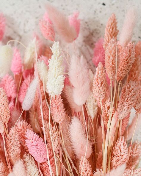 LUXE B PAMPAS GRASS on Instagram: “Cheers to the weekend & all things pink! 💕” Bunny Tail Bouquet, Pampas Grass Home Decor, All Things Pink, Grass Wallpaper, Baby Pink Aesthetic, Bunny Tails, Amazon Home Decor, No Rain, Baby Shower Activities