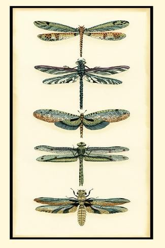 size: 18x12in Art Print: Dragonfly Collector II by Chariklia Zarris : Travel Dragonfly Decor, Vintage Dragonfly, Collage Art Projects, Dragonfly Prints, Dragonfly Art, Muse Art, Watercolor Paintings Easy, Geometric Animals, Dragonflies