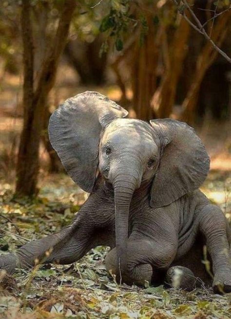 Jungle Elephant, Funny Elephant, Elephant Images, Elephants Photos, Elephant Pictures, Baby Elephants, Elephant Love, Cute Animals Images