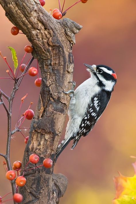 Boho Decorating, Bird Ideas, Hummingbirds Photography, Downy Woodpecker, Wild Animals Pictures, Wood Bird, Concept Art Drawing, Backyard Birds, Bird Pictures