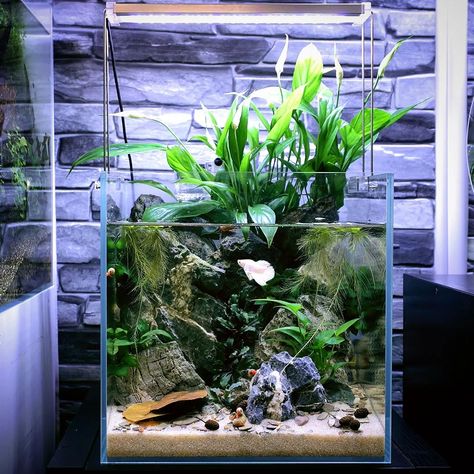 Peace Lily Fish Tank, Aquarium With Plants On Top, Peace Lily Aquarium, Betta Paludarium, Tank Setup Ideas, Planted Fish Tank, Pond Aquarium, Fish Habitat, Small Water Gardens