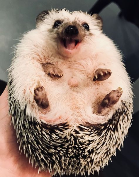 Today Is A Perfect Day To Be Happy Laughing Animals, Smiling Animals, Hedgehog Pet, A Hedgehog, Animal Crackers, Cute Hedgehog, Baby Animals Funny, Silly Animals, Cute Dogs And Puppies