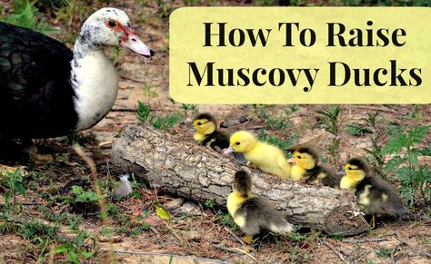 How To Raise Muscovy Ducks – MomPrepares Muscovy Ducklings, Homestead Livestock, Muscovy Ducks, Duck Pens, Backyard Ducks, Backyard Animals, Duck Coop, Muscovy Duck, Duck Farming