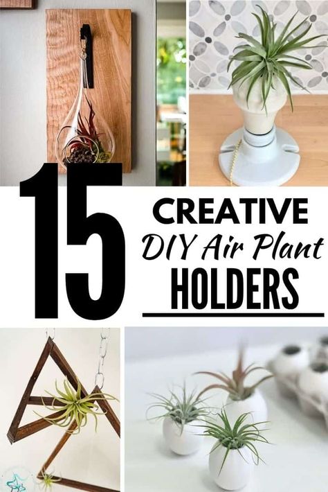 Air Plant Container Ideas, How To Plant Air Plants, Air Plant Holder Ideas, Displaying Air Plants, Air Plant Hanging Ideas, Air Plant Decor Ideas, Air Plant Containers, Air Plant Display Ideas Unique, Air Plant Stand