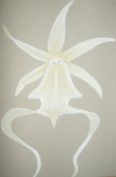 Ghost Orchid Drawing, Ghost Orchid Tattoo, Orchid Doodle, Kai Tattoo, Ghost Orchid, Orchid Drawing, Mysterious Creatures, Orchid Tattoo, Style Reference