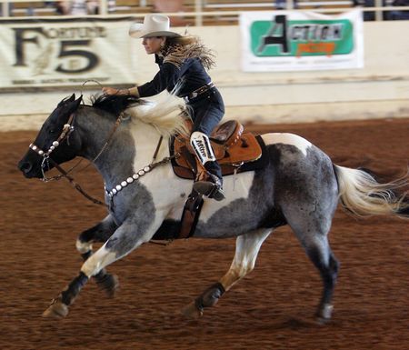 Blue Roan Paint! I want a horse like this! So pretty!! Barrel Horses, American Paint Horse, Pinto Horse, Barrel Racing Horses, Rodeo Horses, Paint Horse, American Paint, Blue Roan, Barrel Horse