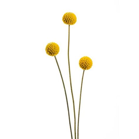 Ball Flowers, Long Vases, Floral Design Classes, Billy Balls, Billy Buttons, Flower Style, Herbaceous Perennials, Style Magazine, Graphic Wallpaper