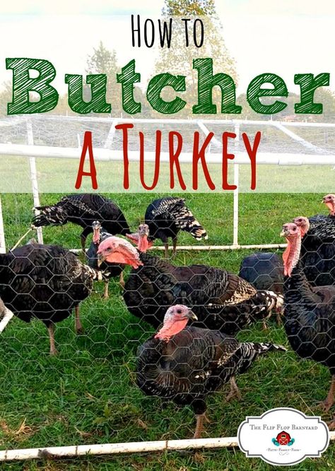 How to butcher a turkey at home. Butchering turkeys on your own is a great skill to learn on the homestead. It's another step towards being self sufficient when you can butcher your own meat. via @BarnyardJen Being Self Sufficient, Skill To Learn, Raising Turkeys, Meat Butcher, Turkey For Thanksgiving, Raising Farm Animals, Homestead Farm, Homesteading Skills, Future Farms