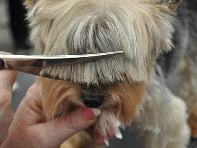 How To Groom A Yorkie At Home, Chorkie Haircut, Biewer Terrier Haircut, Yorkie Puppy Haircuts, Yorkie Puppy Cut, Yorkie Grooming, Grooming Yorkies, Yorkie Hair, Yorkshire Terrier Grooming