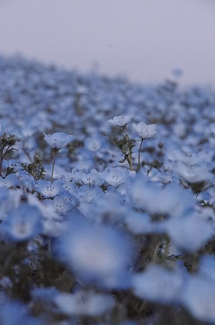 Morning Glory Flowers, Light Blue Flowers, Depth Of Field, Feeling Blue, Love Blue, Morning Glory, Flower Field, Belleza Natural, Blue Aesthetic