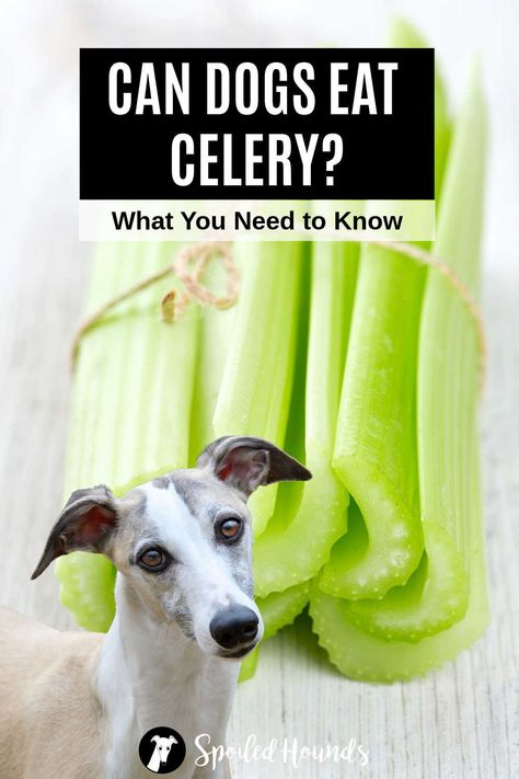 Can dogs eat celery? Keep your dog safe and find out what you need to know about dogs eating celery sticks, stalks, leaves, root, and seeds. Celery Dog Treats, Celery Peanut Butter, Dogs Eating, Foods Dogs Can Eat, Celery Recipes, Peanut Butter For Dogs, Types Of Snacks, Celery Sticks, Peanut Butter Snacks