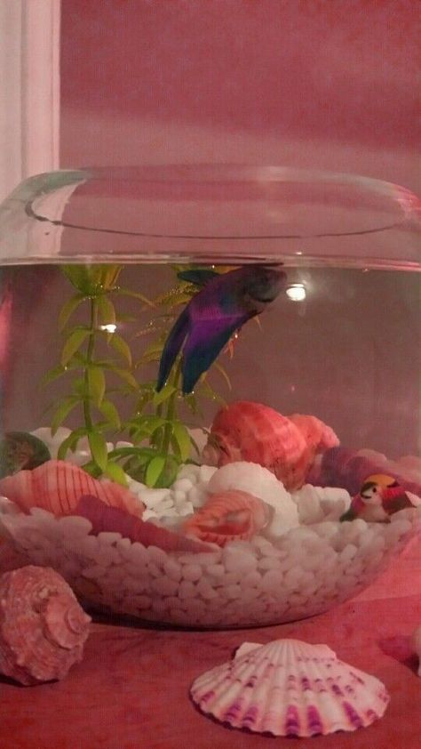 Fish Bowl In Bedroom, Goldfish Bowl Aesthetic, Aesthetic Fish Bowl Ideas, Fish Pet Bowl, Aesthetic Beta Fish Tank, Cute Fish Bowl Ideas, Beta Fish Aesthetic, Fish Bowl Aesthetic, Beta Fish Bowl Ideas