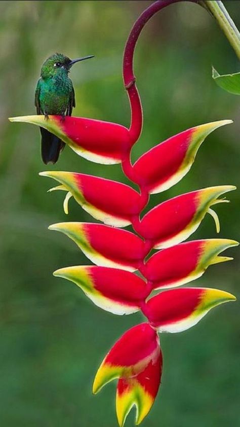 Home / Twitter Birds Photography Nature, Strange Flowers, Wonderful Flowers, Flower Landscape, Trendy Flowers, Rare Flowers, Landscaping Plants, Bird Photography, Exotic Flowers