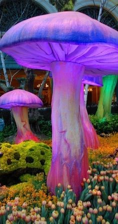 Different Types Of Mushrooms, Types Of Mushrooms, In The Garden, Different Types, The Middle, The Garden, Flower Garden, Purple, Plants