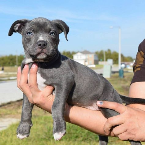 14 Cool Facts About Staffordshire Bull Terriers | Page 2 of 4 | PetPress Staffy Puppies, Blue Staffy Puppy, Staffy Bull Terrier, American Staffordshire Terrier Puppies, English Staffordshire Bull Terrier, American Staffordshire Bull Terrier, Staffordshire Bull Terrier Puppies, Staffy Pups, American Stafford