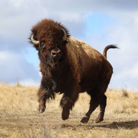 Animal Photography Wallpaper, Bison Aesthetic, Bison Reference, Tattoo Bull Skull, Nature Wallpapers Aesthetic, Buffalo Photography, Aesthetic Wildlife, Buffalo Pictures, Bison Photography