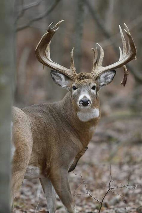 Old drop tine                                                                                                                                                      More Draw Wolf, Mule Deer Hunting, Whitetail Deer Pictures, Mule Deer Buck, Deer With Antlers, Whitetail Hunting, Deer Photography, Whitetail Deer Hunting, Big Deer