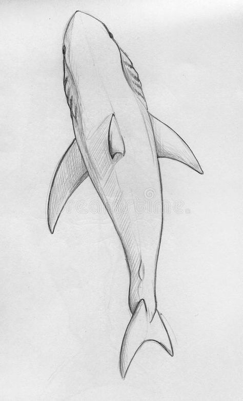 Dad Daughter Tattoo, Beach Sketches, Back Drawing, Beach Wall Collage, Shark Drawing, Easy Animal Drawings, Sweet Drawings, Ocean Tattoos, Shark Tattoos