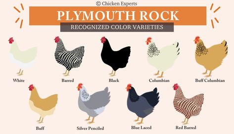 Learn Why You Should Be Adding A Plymouth Rock To Your Flock!😍 - chickenexperts Barred Plymouth Rock Chickens, Barred Plymouth Rock, Plymouth Rock Chicken, Chicken Jokes, Backyard Coop, Baby Chicks Raising, Plymouth Rock, Egg Incubator, Laying Hens