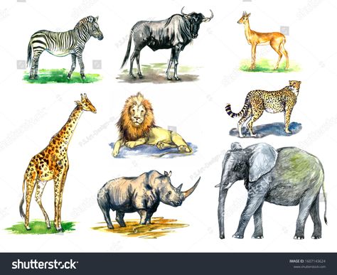 Wild African animals collection, zebra, Wildebeest, Oribi antelope, giraffe, lion, rhinoceros, cheetah, elephant, hand painted watercolor illustration design element for card, print, posters, patterns #Ad , #AFFILIATE, #antelope#Oribi#giraffe#rhinoceros Cute Ostrich, Savanna Animals, Elephant Watercolor, Watercolor Cartoon, Graphic Design Portfolio Cover, Animals Watercolor, Pattern Watercolor, Watercolor Elephant, African Animals