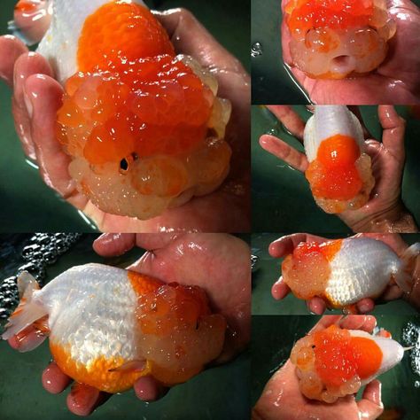 Jumbo Red and white Ranchu Ranchu Goldfish Tank, Chubby Goldfish, Ranchu Fish, Oranda Goldfish, Terrarium Tank, Pet Goldfish, Cute Dps, Fancy Goldfish, Goldfish Tank