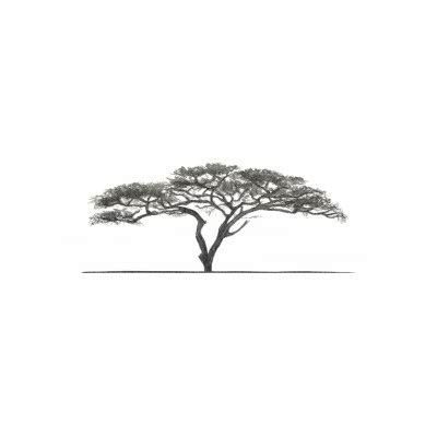 African Tree Tattoo, Acacia Tattoo, Tree Tatto, Bonsai Tattoo, Africa Trees, Tree Silhouette Tattoo, Tree Tattoo Men, Africa Tattoos, Tattoo Tree