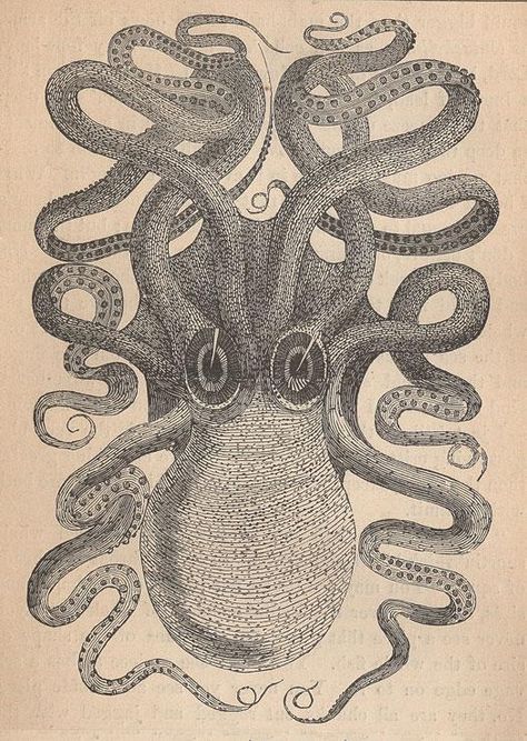 http://mysite.du.edu/~ttyler/ploughboy/davisnimrod.htm Squid Tattoo, Vintage Clipart, Molluscs, 21 June, Sea Serpent, Marine Animals, Book Images, Sea Animals, Vintage Graphics