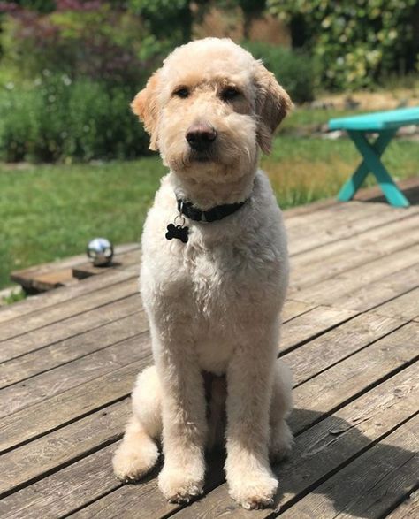 20+ Best Goldendoodle Haircut Pictures | The Paws Bernedoodle Grooming, Teddy Bear Doodle, Labradoodle Haircut, Black Goldendoodle, Labradoodle Grooming, Goldendoodle Haircuts, Goldendoodle Grooming, Puppy Grooming, Dog Haircuts