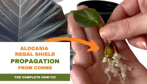 Alocasia Regal Shield PROPAGATION: Grow Alocasia from CORMS; Full Step-by-Step Join me in this exciting journey of Alocasia Regal Shield PROPAGATION, where I'll guide you through the entire process, step-by-step! 🌿 We'll start with corms and take you on a mesmerizing journey to watch Alocasia plants come to life. Learn all the secrets and tips to ensure successful growth, from preparing the corms to potting them with care. 🌱 Stay tuned until the end, where I'll reveal the remarkable results a Propagating Alocasia, Alocasia Polly Propagation, Alocasia Regal Shields, Alocasia Green Shield, Variegated Alocasia Frydek, Alocasia Plant, Botanical Collection, Propagating Plants, Outdoor Plants