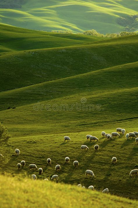 Sheep in Tuscany. Sheep grazing fields in the Tuscany region of Italy, in warm g , #SPONSORED, #fields, #region, #grazing, #Sheep, #Tuscany #ad Field Of Sheep, Sheep Field Aesthetic, Sheep In Meadow Painting, Sheep Grazing, Grazing Horses Fields, Sheep Grazing Fields, Evening Light, Regions Of Italy, Gorgeous Scenery