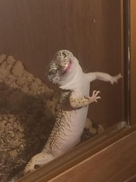 My brothers pet Lizard is always happy to see him Leopard Gecko Cute, Cute Lizards, Baby Lizards, Funny Lizards, Cute Gecko, Bearded Dragon Cute, Pet Lizards, Cute Lizard, Leopard Geckos