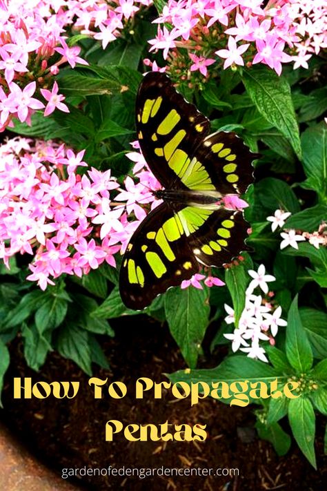 How to Propagate Pentas Pentas In Containers, Pentas Flower Landscaping, Pentas Flower, Deep Pink Lipstick, Plant Bed, Hardiness Zones, Container Gardening Flowers, Border Plants, Star Cluster