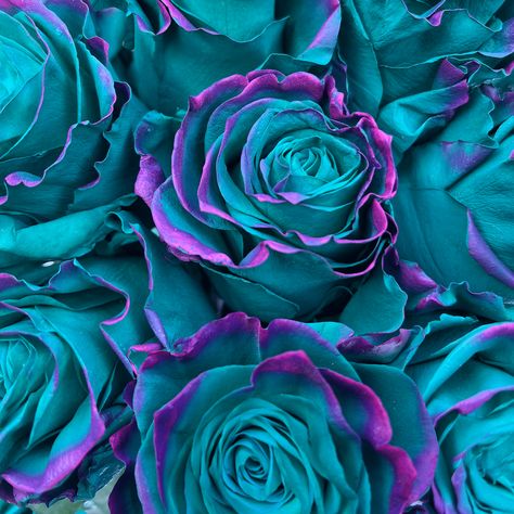 Take your flower game to the next level with Jade Edge. This stunning Teal Green Rose features two toned purple edges, making it a unique gift or addition to a floral arrangement. Bold and beautiful, Jade Edge will make you stand out from the crowd. (Flower puns are always in bloom!) Green Bouquet Aesthetic, Teal And Purple Aesthetic, Purple And Teal Aesthetic, Teal And Purple Wedding, Teal Green Wedding, Copper Wedding Theme, Flower Puns, Turquoise Roses, Eevee Wallpaper