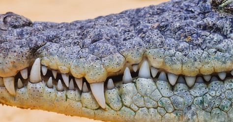 Scientists put a crocodile in an fMRI machine and played it Bach. Here’s why. Crocodile Mouth, Crocodile Teeth, Teeth Images, Crocodile Animal, Insect Crafts, Human Teeth, Tooth Replacement, Tooth Enamel, Dental Student