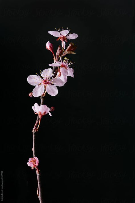 Japanese Plum, Blossom Branch, Plum Flowers, Flower Branch, Plum Blossom, Flowers Photography, My Flower, Spring Time, Black Backgrounds