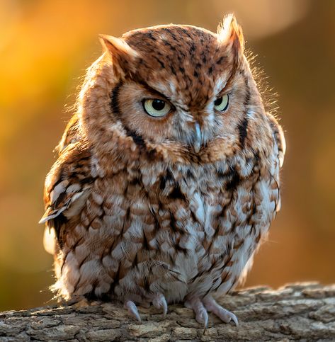 Eastern Screech Owl, Animal Inspiration, Owl Photography, Screech Owl, Owl Photos, Owl Pictures, Beautiful Owl, Color Pencil Art, Bird Photo