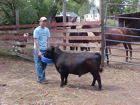 Miniature Angus. Want to get one Dexter Cattle, Miniature Cattle, Miniature Cows, Angus Cattle, Dream Stables, Mini Cows, Cow Pictures, Animals Photos, Exotic Animals