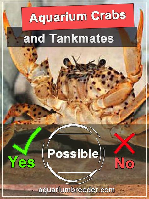 Aquarium Crabs and Tankmates. Possible or Not? Crab Aquarium Ideas, Crab Tank Aquarium, Freshwater Crab Aquarium, Crawfish Aquarium, Crab Terrarium, Crab Aquarium, Crab Species, Crab Tank, Tank Terrarium