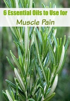 There are many homeopathic remedies to help ease the stiffness and soreness that you might not have known about. Here are six essential oils to use for muscle pain that can be used alone or together with another essential oil for a powerful, yet relaxing Spice Company, Essential Oil Remedy, Oil Remedies, Essential Oils Herbs, Foam Rolling, Rosmarinus Officinalis, Young Living Oils, Doterra Oils, Homeopathic Remedies