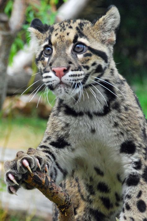 Sunda clouded leopard (VU) Sunda Leopard Cat, Sunda Clouded Leopard, Aesthetic Animal Wallpaper, Small Wild Cats, Clouded Leopard, Exotic Cats, Majestic Animals, Domestic Cat, Cat Aesthetic