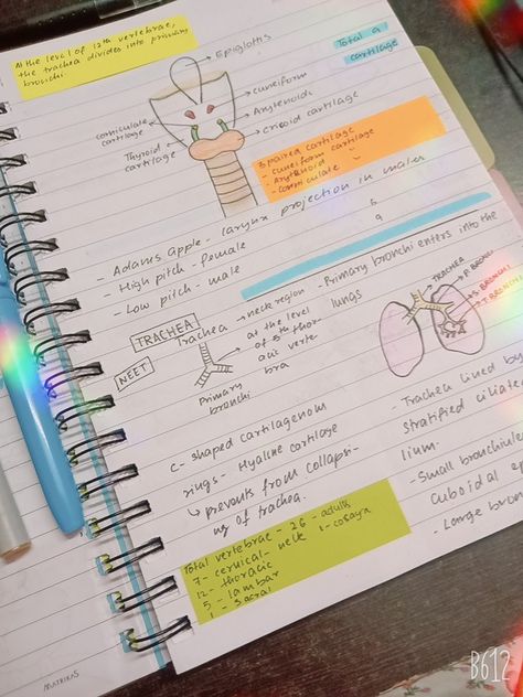 Breathing And Exchange Of Gases, Aesthetic Notes, Science Notes, Bullet Journal, Science, Quick Saves