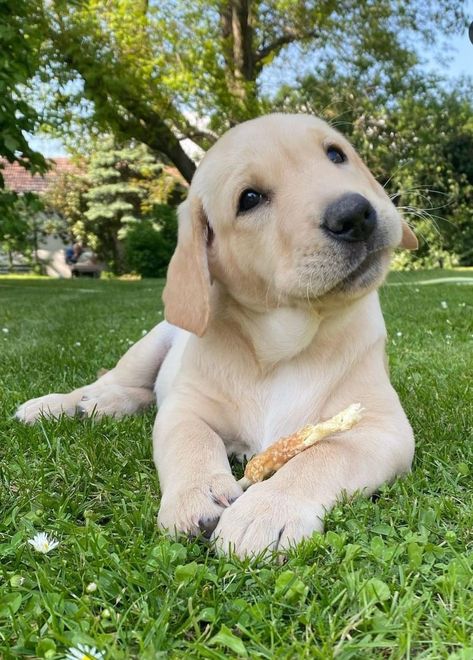 Golden Retriever Lab Mix Puppy, Golden Lab Puppy, Golden Labrador Puppy, White Labrador Puppy, Baby Labrador, Golden Labrador Puppies, Puppy Wedding, Yellow Lab Puppy, Yellow Lab Puppies